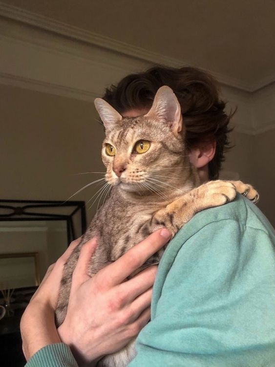 Petstoral
